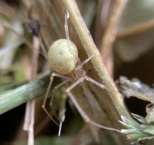 Réf. 303 727 : Enoplognatha sp.